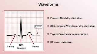 Intro to EKG Interpretation  Waveforms Segments and Intervals [upl. by Nahgrom342]