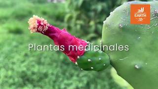 Plantas medicinales nuestras mejores aliadas [upl. by Ennovihc]