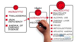 Hematology – Anemia By Karima Khamisa MD [upl. by Aramaj404]