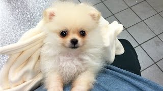 CUTEST PUPPY  Luna The 8 Week Old Pomeranian Puppy [upl. by Rosenblatt445]