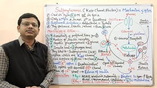 Diabetes Mellitus Part10 Mechanism of Action of Sulfonylurease  Antidiabetic Drugs  Diabetes [upl. by Ssegrub]