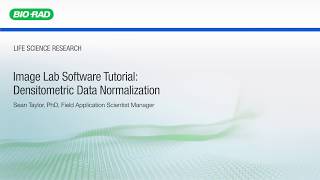 Image Lab Software Tutorial Densitometric Data Normalization [upl. by Teloiv15]