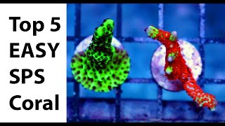 Top 5 Easy Beginner SPS Hard Corals [upl. by Ainala]