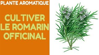 Plante aromatique  La Culture du Romarin Officinal Rosmarinus Officinalis [upl. by Llertrac]