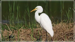 Have you seen Great Egret do this before  Ardea alba [upl. by Mayes]