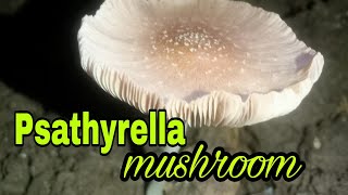 Psathyrella mushroom [upl. by Akimas721]