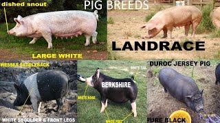 Pig Breeds [upl. by Heathcote]