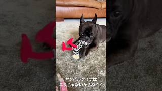 ヤンバルクイナで遊ぶほたる。 frenchbulldog フレンチブルドッグ 可愛い犬 [upl. by Zulch]