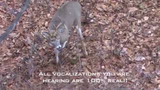 Incredible Whitetail Buck Vocalizations  The Management Advantage [upl. by Biamonte]