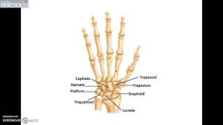 Overview of UL 1  Bones and Joints of Upper Limb  Dr Ahmed Farid [upl. by Azar157]