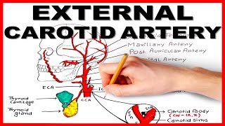 External Carotid Artery [upl. by Yrrej100]