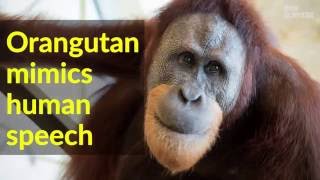 Orangutan quotspeaksquot by mimicking [upl. by Adi]