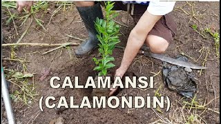 How to Grow Calamansi Calamondin  Tamang pagtatanim ng Kalamansi  Plant Lovers Diary [upl. by Nottage]