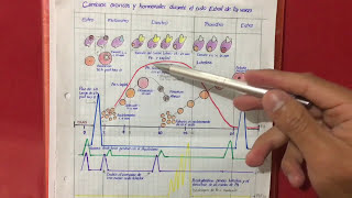 Dinámica folicular ciclo estral y cambios hormonales en vacas [upl. by Trisha205]