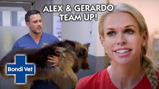 Dog Suddenly Stops Walking Can Alex amp Gerardo Find Out Why  Bondi Vet [upl. by Adnolehs]