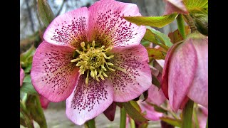 Plant Review Lenten Rose Helleborus hybrids [upl. by Kaylyn115]