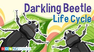 Darkling Beetle Mealworm Life Cycle [upl. by Renrut]