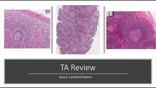 Histology Basics TA Review Lymphoid System [upl. by Einattirb]