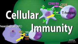 Cellular Immunity  Adaptive Immunity part 1 Animation [upl. by Borg854]