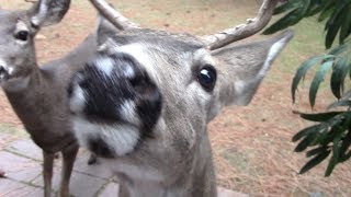 Deer Mating in the Yard [upl. by Vogele]