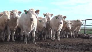 The American Rancher featuring The American International Charolais Association 2016 [upl. by Obelia]