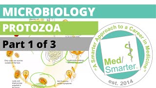 Protozoa  Microbiology  USMLE STEP 1  Part 1 of 3 [upl. by Enoob]