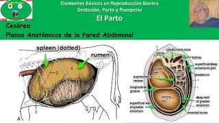 Parto en Bovinos Parte 7 Cesárea en Vacas [upl. by Pamella258]