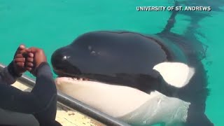 Killer whale trained to mimic human sounds [upl. by Teeter286]