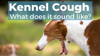 What Kennel Cough Sounds Like [upl. by Ocirrej]