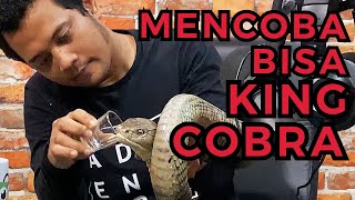 GOKIL KING COBRA TERBESAR DUNIA MASUK STUDIO GUE PANGGIL PANJI PETUALANG [upl. by Atilrep]