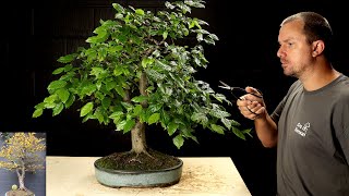 Sick Hornbeam Bonsai Tree’s 3 Year Makeover [upl. by Attekram]