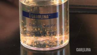 How to Care for Daphnia [upl. by Burne687]