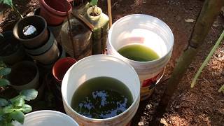 How to grow Green Water Algae [upl. by Eiboh]