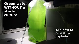 Green Water WITHOUT a Starter Culture  From Scratch  How To [upl. by Amoritta786]