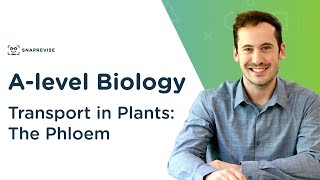 Transport in Plants The Phloem  Alevel Biology  OCR AQA Edexcel [upl. by Dragone]