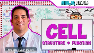 Cell Biology  Cell Structure amp Function [upl. by Ilwain]