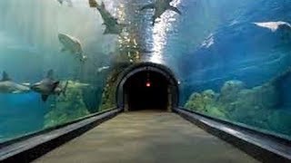 CAMDEN ADVENTURE AQUARIUM EXPERIENCE  NJ New Jersey Travel Tour Guide Zoo Shark Sharks [upl. by Ikram]