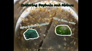 How To Culture Daphnia and Moinas using Green Water Spirulina powder [upl. by Leunas86]