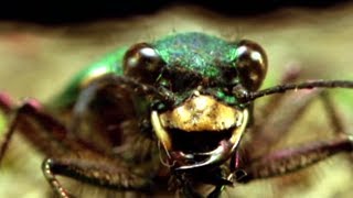 Facts About Beetles  Secret Nature  Beetle Documentary  Natural History Channel [upl. by Enyal]