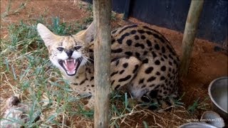 A day with the Servals and Caracals [upl. by Inaboy530]