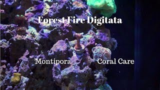 Forest Fire Digitata Digi  Coral Care [upl. by Gahl]