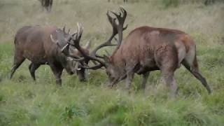 Rutting action 2017 [upl. by Amorita605]