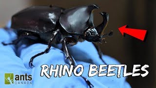 I Raised Massive Rhino Beetles [upl. by Hgieliak198]