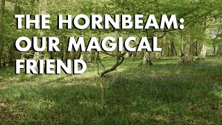 Hornbeam Our Magical Friend [upl. by Owen120]