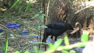 Courtship display of the Satin Bowerbird [upl. by Aizirtap]