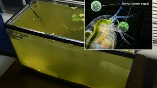 Raising Daphnia for the Freshwater Aquarium [upl. by Nyrroc]