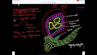 SelaginellaReproduction2BotanistMeena1987 [upl. by Odnamra958]