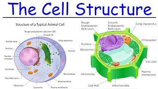 Biology  Intro to Cell Structure  Quick Review [upl. by Susana]