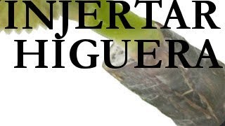 aprender a INJERTAR árboles frutales resumen de higuera [upl. by Yup440]