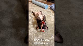 1人遊びも楽しいほたる。フレンチブルドッグ 可愛い犬 [upl. by Anaela]